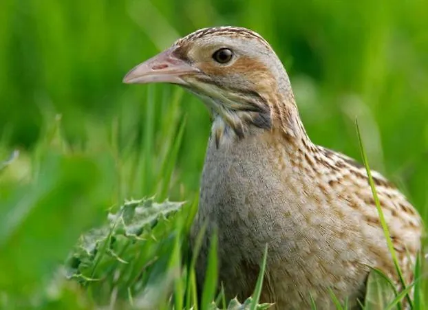 Hotel Tory Harbour View Tory Island